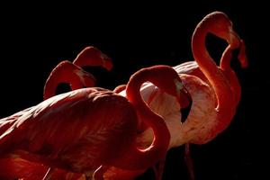 flamant rose isolé sur noir photo