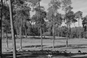 photo en niveaux de gris d'un paysage avec des arbres