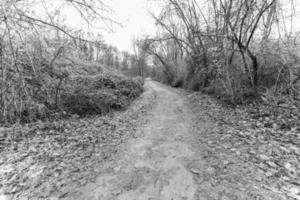 photo en niveaux de gris d'un chemin dans les bois