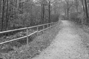 photo en niveaux de gris d'un chemin dans le paysage