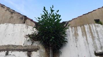 les plantes qui poussent au-dessus de la maison photo