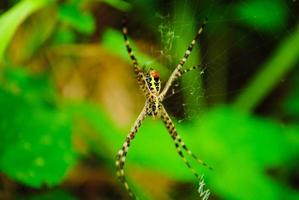 araignées nichant dans le jardin photo