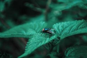 la mouche se perche sur les feuilles photo