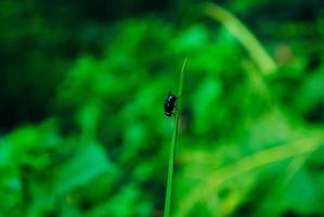 voler sur une feuille verte dans le jardin photo