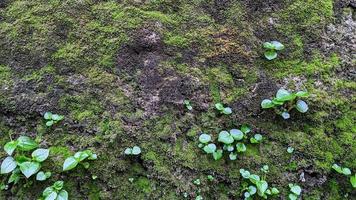 mousse verte et herbe et feuilles sauvages. beau fond de mousse pour papier peint photo