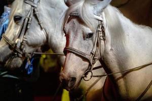 chevaux de cirque sur fond noir photo