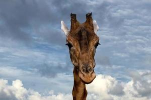 tanzanie girafe portrait en gros plan au coucher du soleil photo