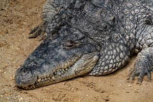 gros crocodile énorme après le déjeuner photo
