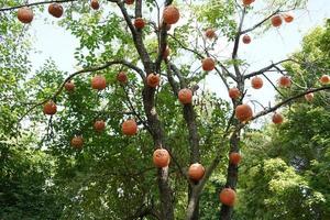 citrouille d'halloween sculptée suspendue à un arbre photo