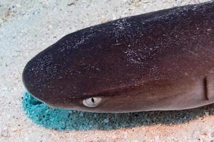 requin à pointe blanche prêt à attaquer sous l'eau photo