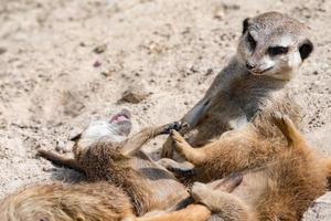 portrait de suricates africains tout en combattant photo