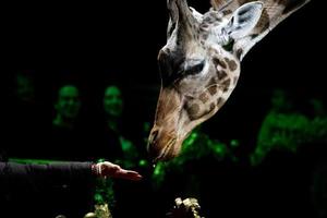 girafe de cirque portrait en gros plan photo