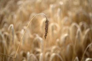 champ de blé à grains mûrs prêt à être récolté photo