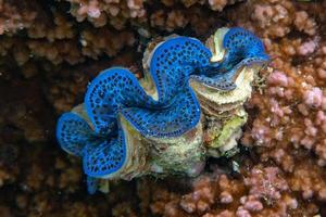 palourde géante tridacna en polynésie photo