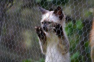 chat nouveau-né kitty grimpant sur un filet métallique photo