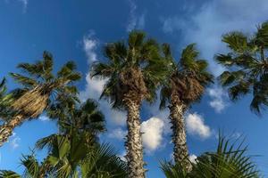 palmier de bas en haut en basse californie photo