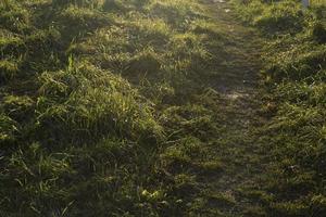 herbe verte au soleil. chemin dans le champ. plantes au coucher du soleil. photo