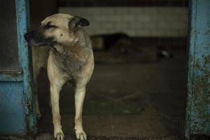 entrée de gardes de chien. chien sans abri dans une zone industrielle. animal dans la rue. photo