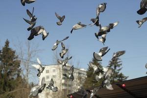 les pigeons volent dans le ciel. beaucoup d'oiseaux sur poteau. oiseaux urbains dans la cour. photo