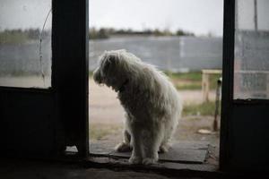 chien au pelage blanc. porte de gardes pour animaux de compagnie. photo