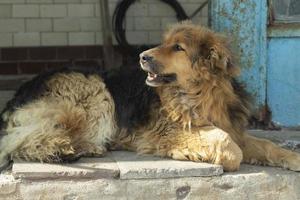 chien est couché. le chien se repose. vieux chien dans la rue. photo