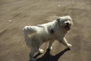 chien blanc dans la rue. ami poilu. photo