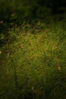 goutte de pluie sur une fleur de mauvaise herbe moelleuse dans la lumière dorée du matin photo