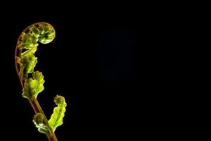 Feuille de bourgeon de fougère sur fond noir photo