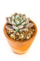 plante succulente gros plan plante echeveria dans le pot en terre photo