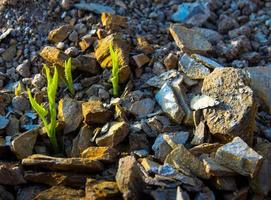 les bourgeons de la gloire du matin poussent sur un monticule rocheux photo