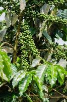 plantation de café dans le minas gerais, brésil photo