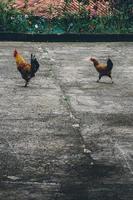 beau coq debout sur l'herbe en arrière-plan vert nature floue. coq va chanter. photo