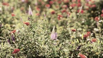 Prairie d'été à fleurs multicolores avec des fleurs de pavot rose rouge photo