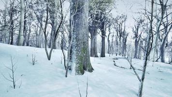 forêt en hiver au coucher du soleil photo