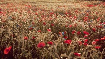 belle journée ensoleillée à la campagne photo