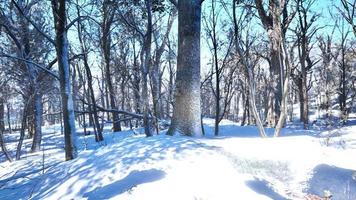 paysage d'hiver dans une pinède le soleil brille à travers les arbres photo