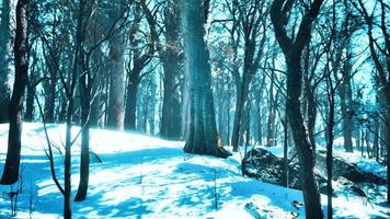 pins couverts de neige le soir glacial photo