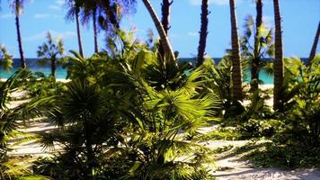 vue sur une belle plage tropicale avec des palmiers autour photo