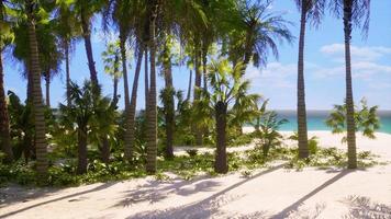 paradis tropical avec sable blanc et palmiers photo