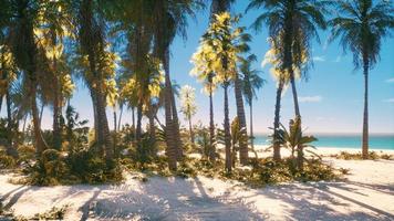 plage tropicale avec cocotier photo