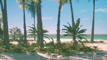 vue sur une belle plage tropicale avec des palmiers autour photo