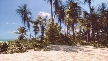 paradis tropical avec sable blanc et palmiers photo