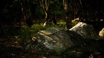 forêt dans l'obscurité avec de l'herbe et des rochers photo