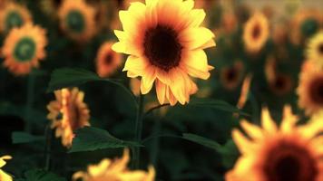 champ de tournesols jaunes au coucher du soleil en été. photo