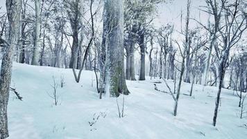 pins couverts de neige le soir glacial photo