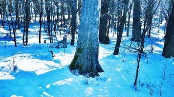 pins couverts de neige le soir glacial photo