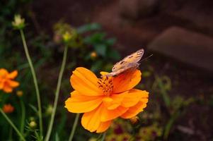 un papillon perché sur une fleur. un papillon qui se nourrit du nectar des fleurs. fleurs qui fleurissent dans le jardin photo