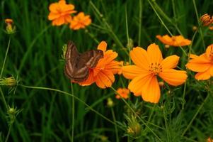 un papillon perché sur une fleur. un papillon qui se nourrit du nectar des fleurs. fleurs qui fleurissent dans le jardin photo