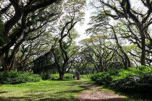 vue panoramique de grands arbres verts avec chemin dans la forêt de djawatan à java est, indonésie photo