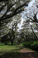 vue panoramique de grands arbres verts avec chemin dans la forêt de djawatan à java est, indonésie photo